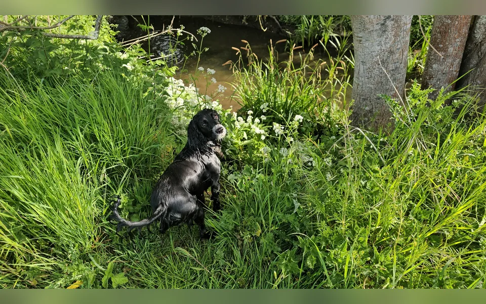 oReo amongst the bluebells