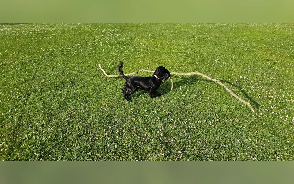 A big stick and a bigger adventure