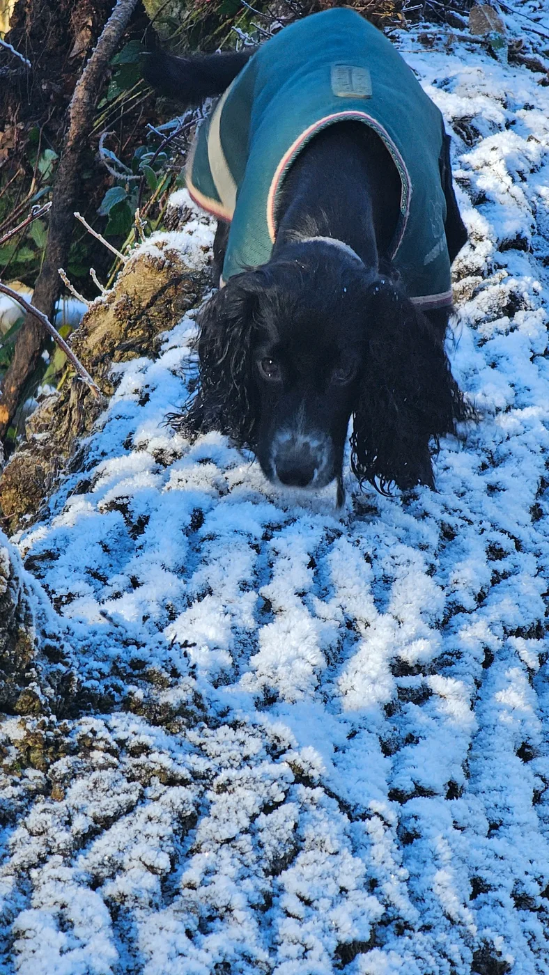 oReo exploring the woodland