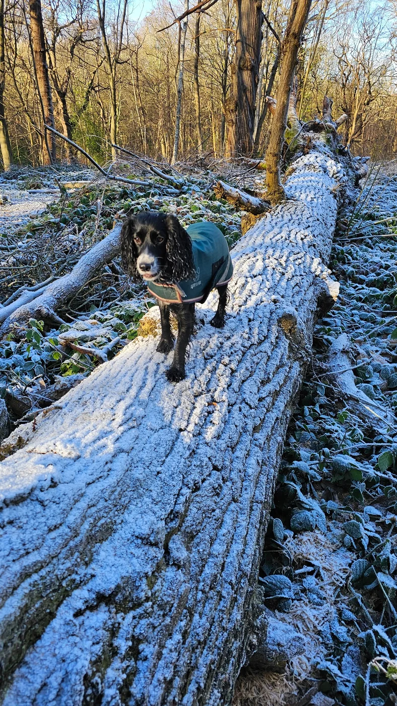 oReo on a frosty woodland log
